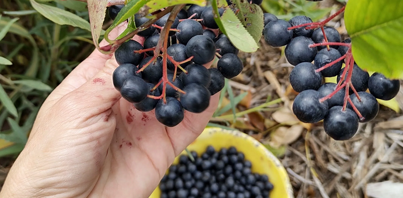 aronia berries nutritional profile