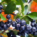 aronia berries superfruit immune support