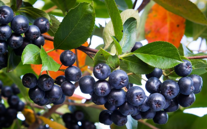 aronia berries superfruit immune support