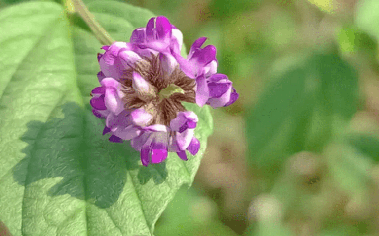 bakuchiol plant based retinol alternative