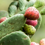 cactus oil benefits in skincare