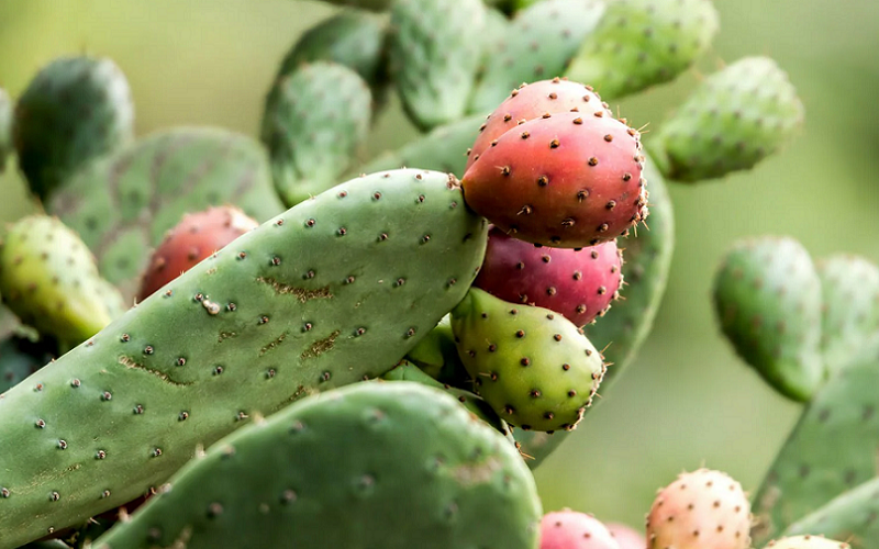 cactus oil benefits in skincare