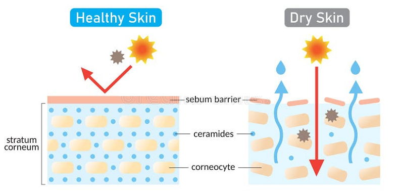 Ceramide can strengthen the skin barrier. Ceramide can strengthen the skin barrier.