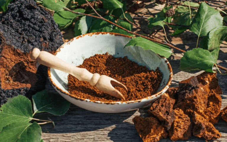 chaga mushrooms health benefits