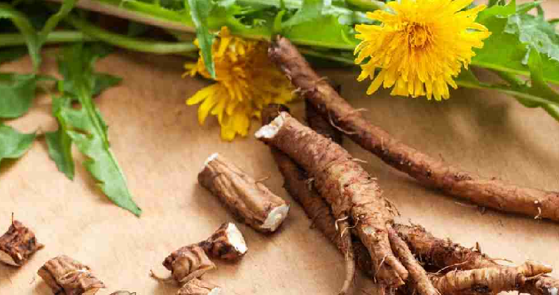 dandelion root use in different cultures