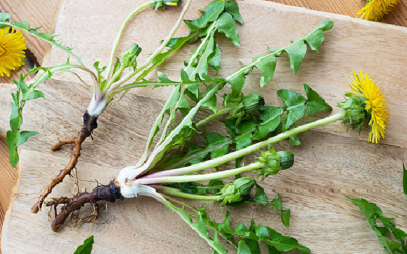health benefits dandelion root medicine